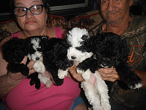 FIVE ADORABLE TERRI POO PUPPIES