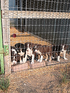 BORDER COLLIE CATAHOULA CROSS 