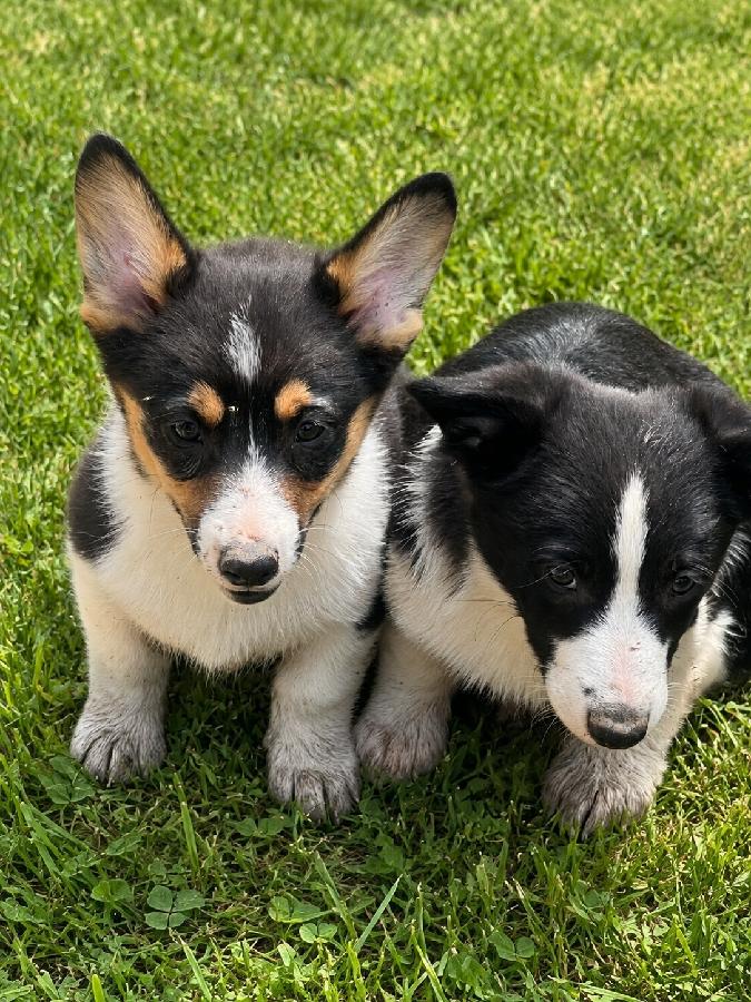 CORGI PUPPIES