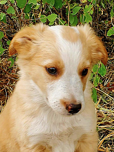 BORDER COLLIE PUPPIES 