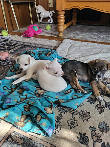 CHI-CHI PUPPIES