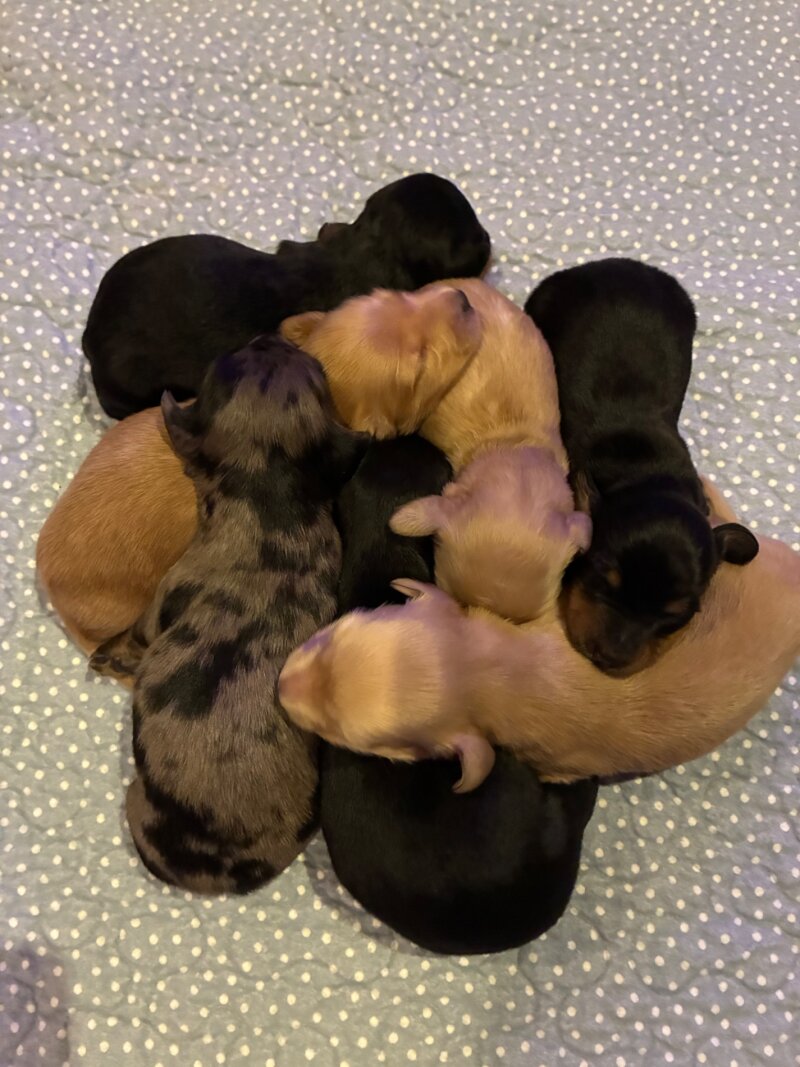 AKC MINI LONG HAIRED DACHSHUNDS 