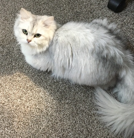 THREE YEAR OLD LONG HAIR BRITISH SHORTHAIR