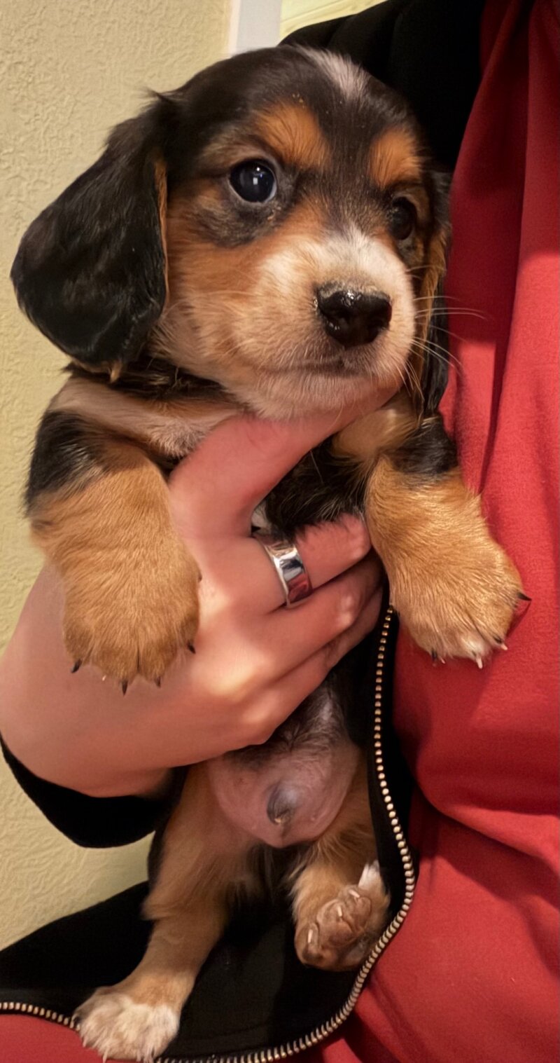 DACHSHUND PUPPIES!