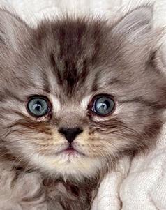 TRI-CITIY KITTENS!