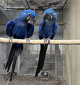 HYACINTH MACAW PAIR