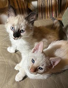 SWEET SIAMESE BALINESE KITTENS