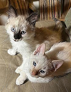 SWEET SIAMESE BALINESE KITTENS
