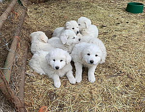 AKBASH PYRENEES PUPPIES