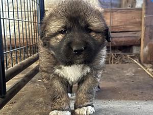 OVCHARKA PUPPIES