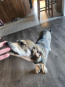 MISSING ANATOLIAN/ PYRENEES MIX PUPPY