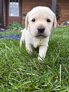 AKC LABRADOR RETRIEVER PUPPIES 