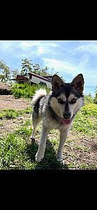 ADORABLE TWO YEAR OLD ALASKAN KLEE KAI 