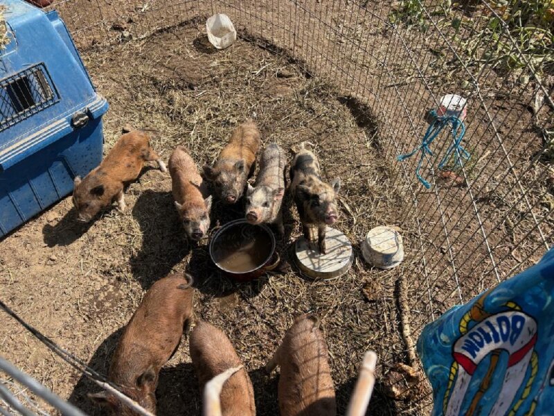 MINI PIGS MAKE GREAT PETS