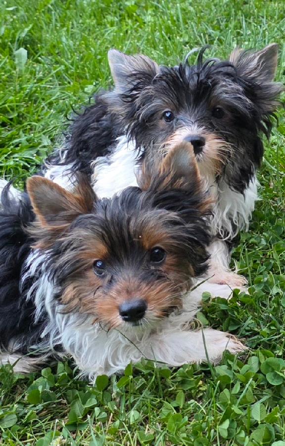 MALE YORKIE PUPPIES