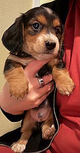 DACHSHUND PUPPIES!