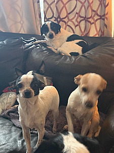 RAT TERRIERS/ JACK RUSSELLS/ CHIHUAHUAS PUPPIES