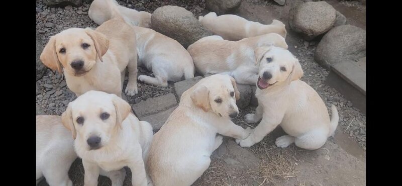 PUREBRED YELLOW LABRADOR PUPPIES 
