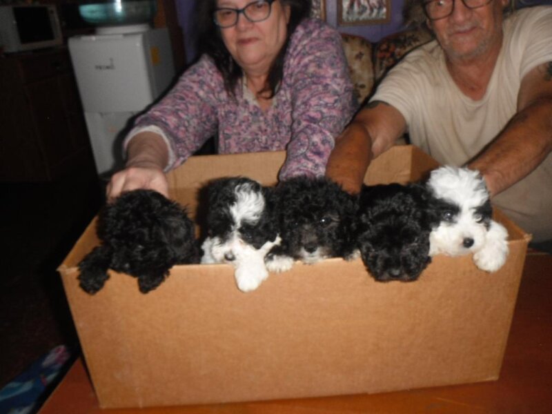 FIVE ADORABLE TERRI POO PUPPIES