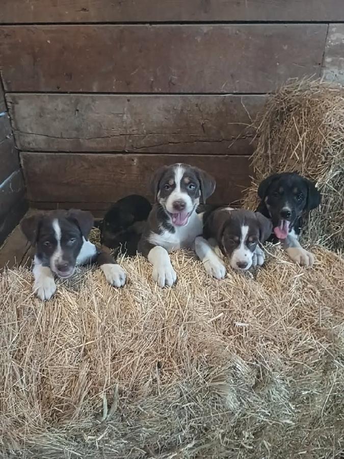 BORDER COLLIE CATAHOULA CROSS PUPPIES, READY NOW!