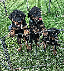 AKC REG. ROTTWEILER PUPPIES 