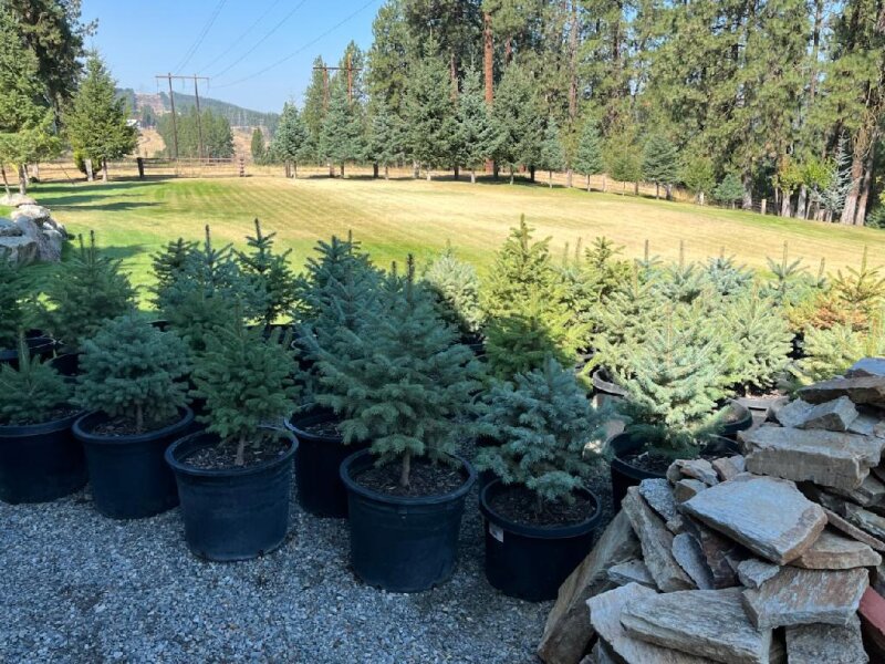 FRESH BLUE SPRUCES READY TO PLANT