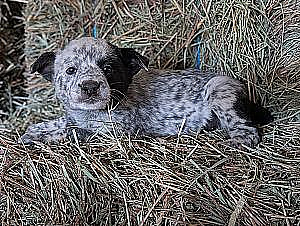 BEAUTIFUL HEELER PUPPIES