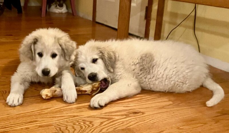 GREAT PYRENEES PUPPIES 