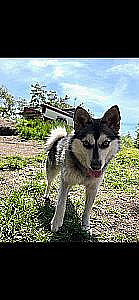 ADORABLE TWO YEAR OLD ALASKAN KLEE KAI 