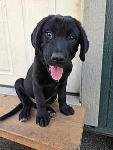 LAB/ BERNESE PUPPY