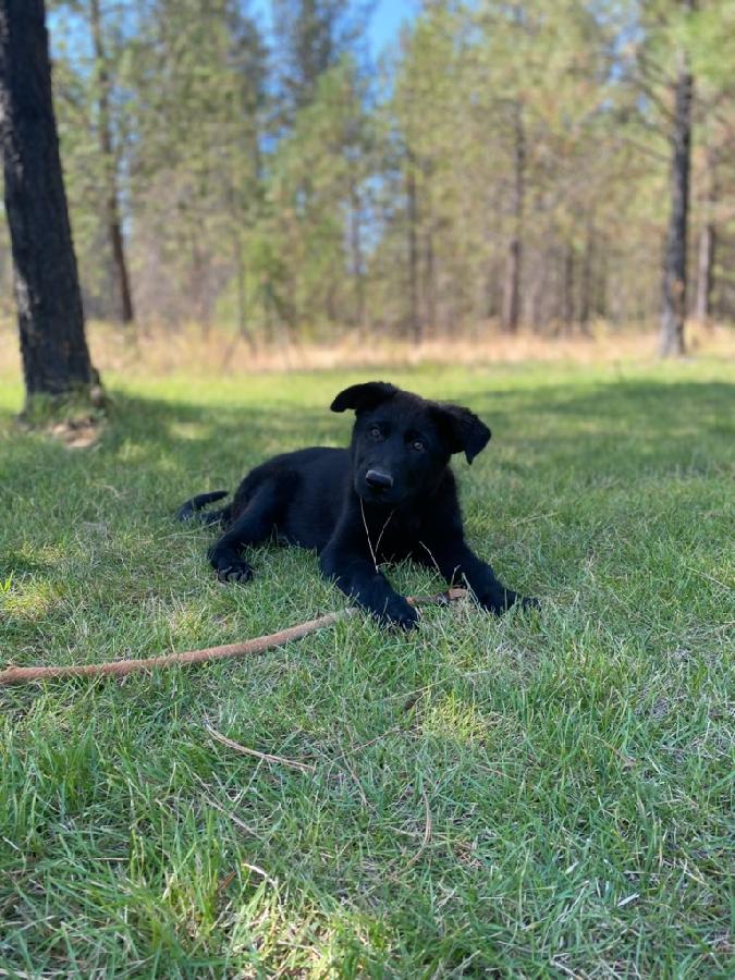 EASTERN EUROPEAN GERMAN SHEPARD PUPPIES