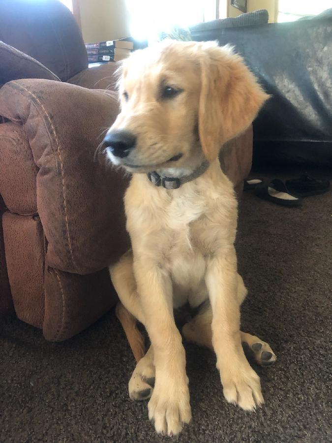 AKC GOLDEN RETRIEVER MALE PUPPY