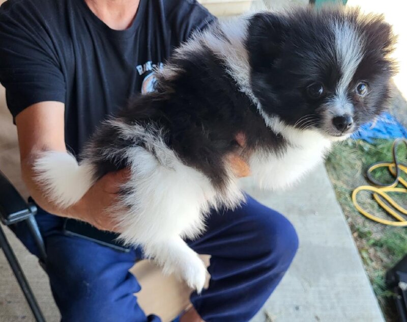 PUREBRED MALE POMERANIAN PUPPY