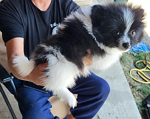 PUREBRED MALE POMERANIAN PUPPY