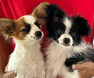 ADORABLE AKC PAPILLON BOYS 