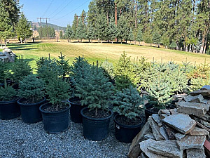 FRESH BLUE SPRUCES READY TO PLANT
