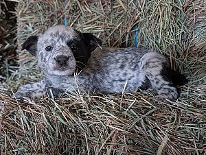 BEAUTIFUL HEELER PUPPIES