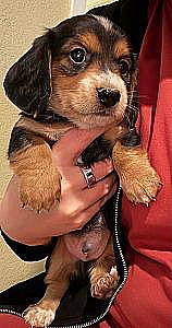 DACHSHUND PUPPIES!