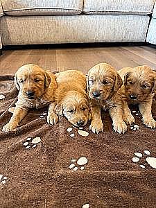 GOLDEN RETRIEVER PUPPIES 