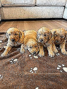 GOLDEN RETRIEVER PUPPIES 