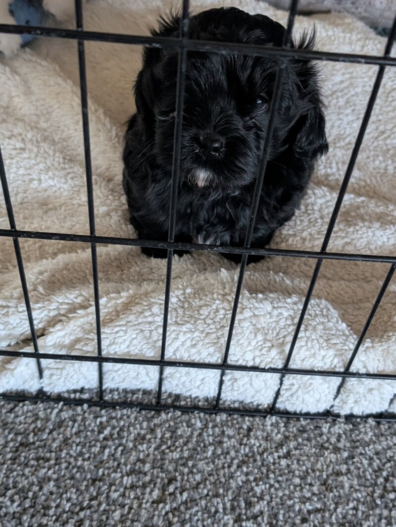MALE BISHON/ SHIH TZU PUPPY