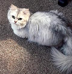 THREE YEAR OLD LONG HAIR BRITISH SHORTHAIR