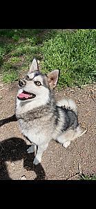ADORABLE TWO YEAR OLD ALASKAN KLEE KAI 