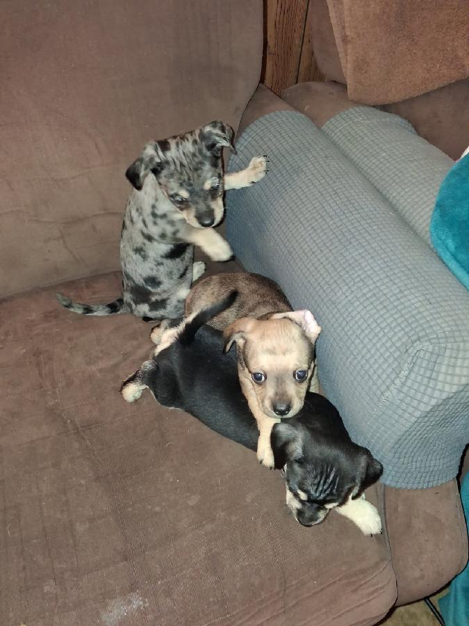 CHIWEENIE MIX PUPPIES 