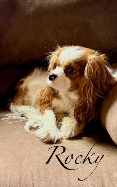 CAVALIER KING CHARLES SPANIELS FOR STUD SERVICE
