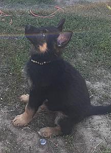 GERMAN SHEPHERD PUPPIES 