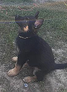 GERMAN SHEPHERD PUPPIES 