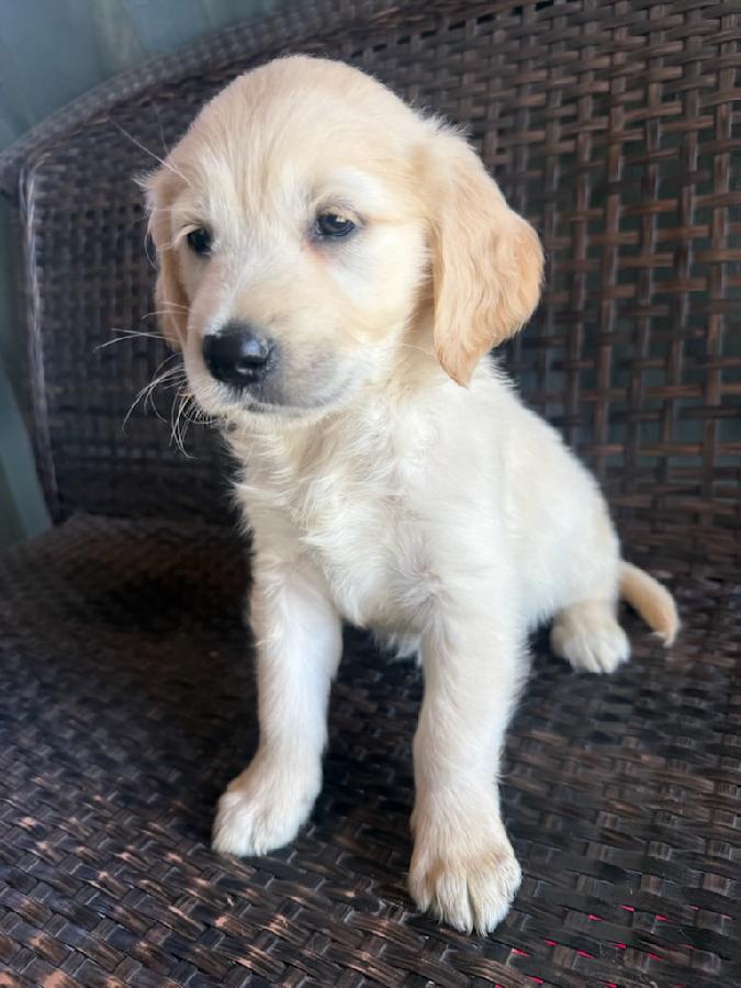 PUREBRED LIGHT GOLDEN RETRIEVER PUPPIES