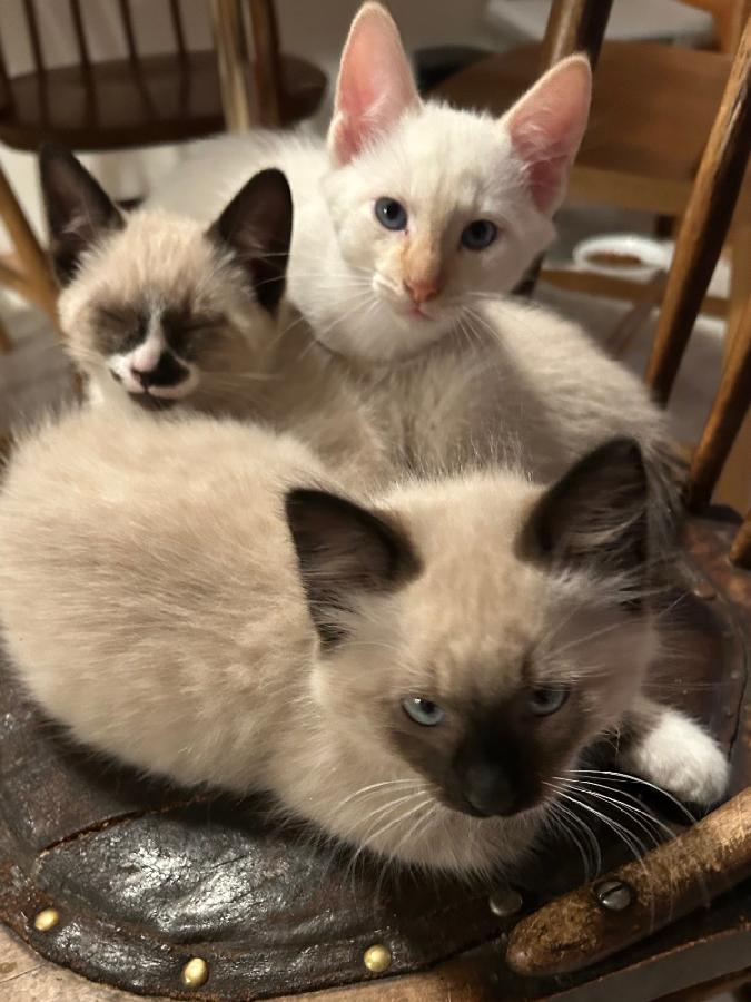 SIAMESE BALINESE KITTENS