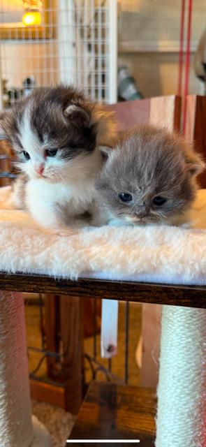 PERSIAN/ RAGDOLL KITTENS